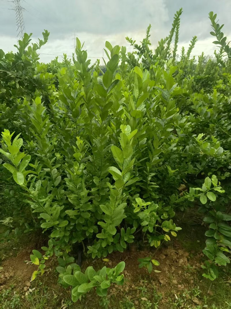 佛手种植基地，佛手两年苗，根系发达，自产自销，