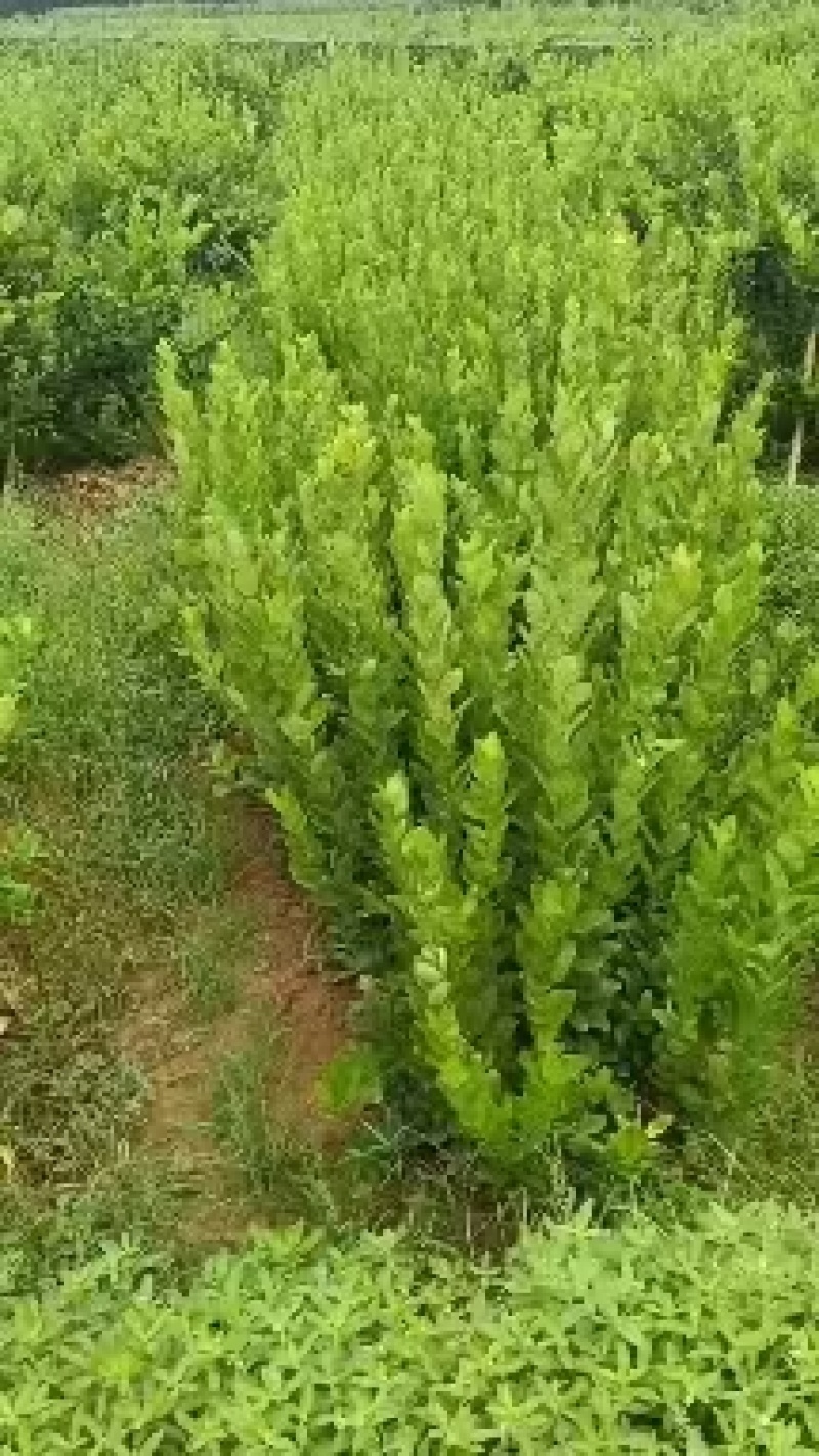 佛手种植基地，佛手两年苗，根系发达，自产自销，