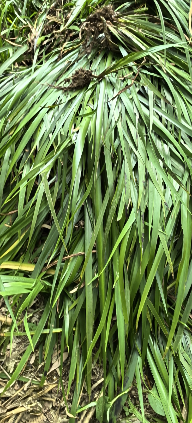 石菖蒲种植基地，菖蒲两年根茎苗，自产自䬼，