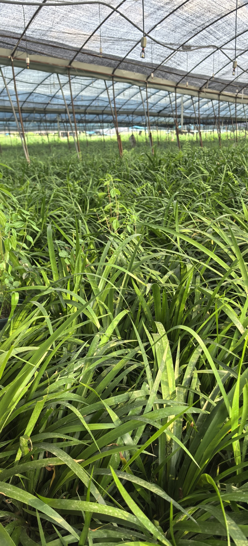 石菖蒲种植基地，菖蒲两年根茎苗，自产自䬼，