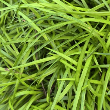 石菖蒲种植基地，菖蒲两年根茎苗，自产自䬼，