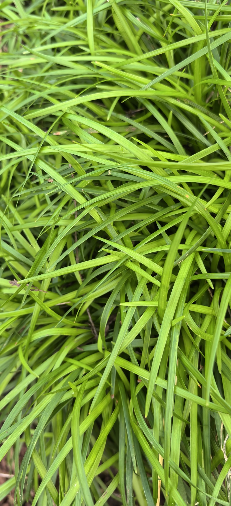 石菖蒲种植基地，菖蒲两年根茎苗，自产自䬼，