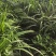 石菖蒲种植基地，菖蒲两年根茎苗，自产自䬼，