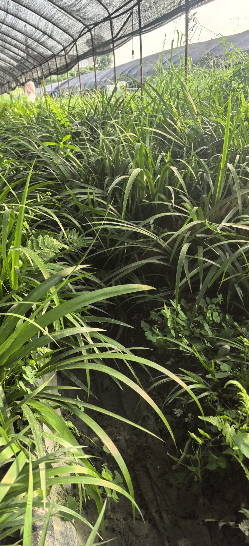 石菖蒲种植基地，菖蒲两年根茎苗，自产自䬼，