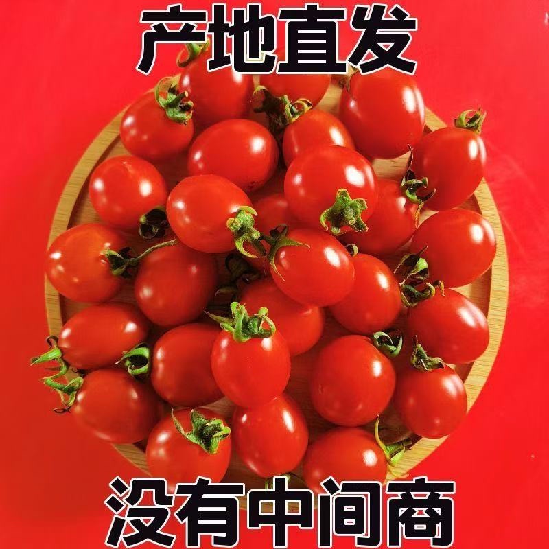 圣女果小番茄新鲜现摘产地直发