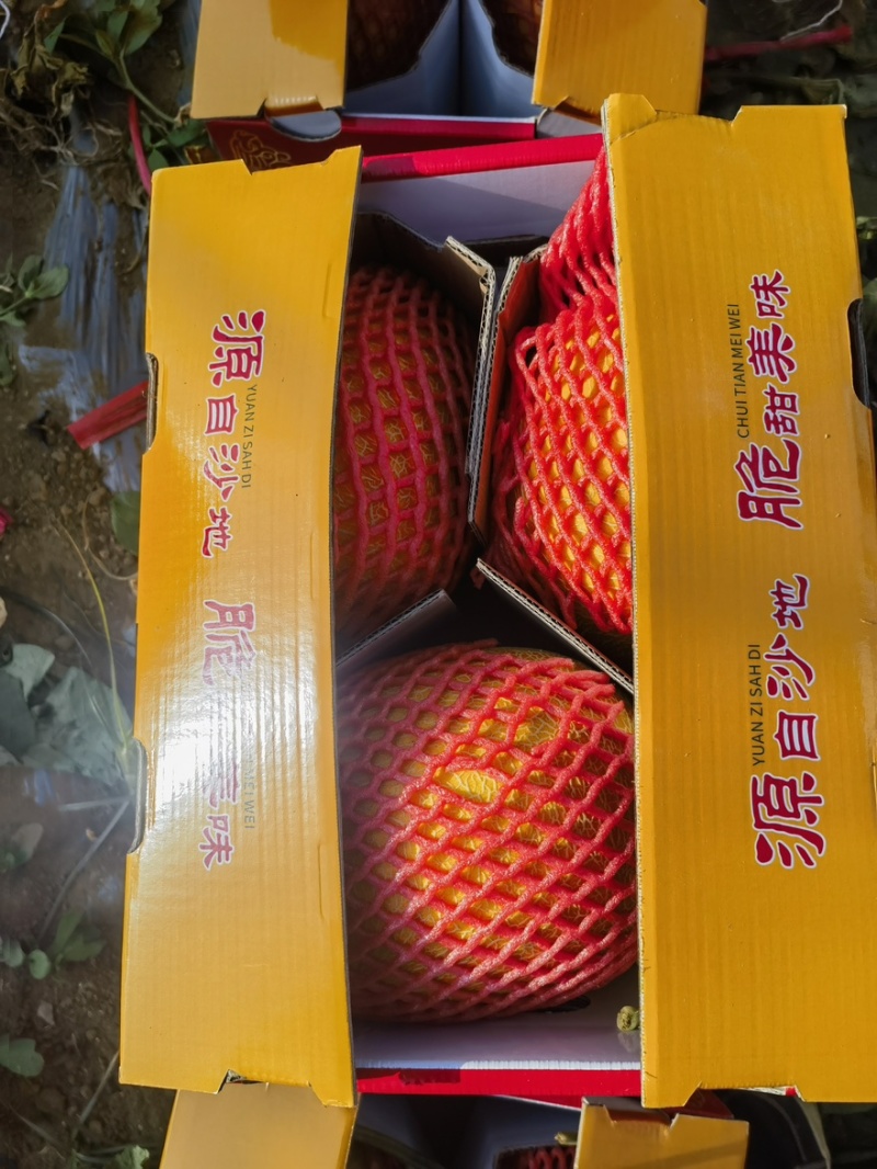 福建威龙七号大批量上市有需要的客商老板提前联系我