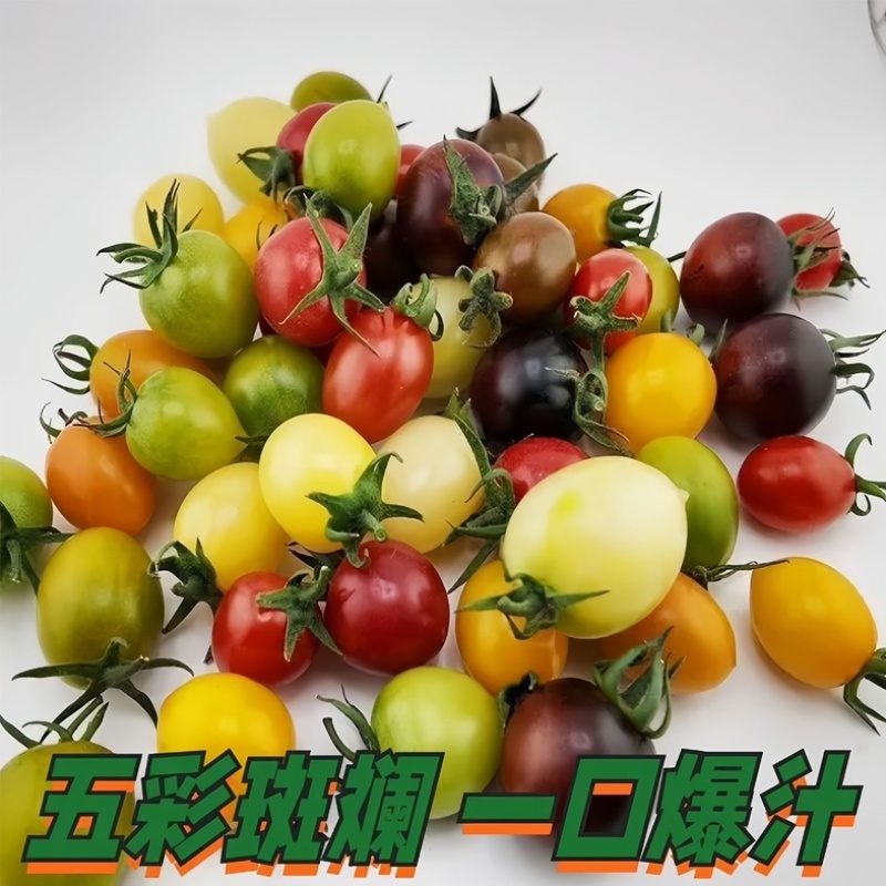 多彩小番茄五彩缤纷混色搭配新鲜采摘多种口味