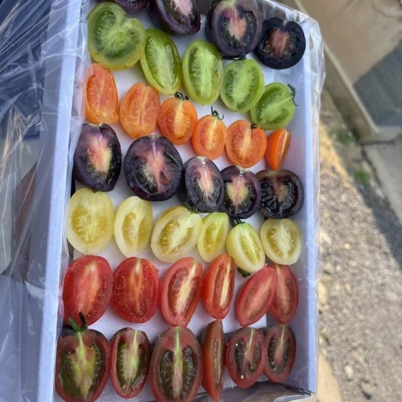 多彩小番茄五彩缤纷混色搭配新鲜采摘多种口味