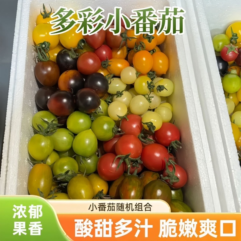 多彩小番茄五彩缤纷混色搭配新鲜采摘多种口味