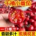 圣女果小番茄新鲜现摘产地直发