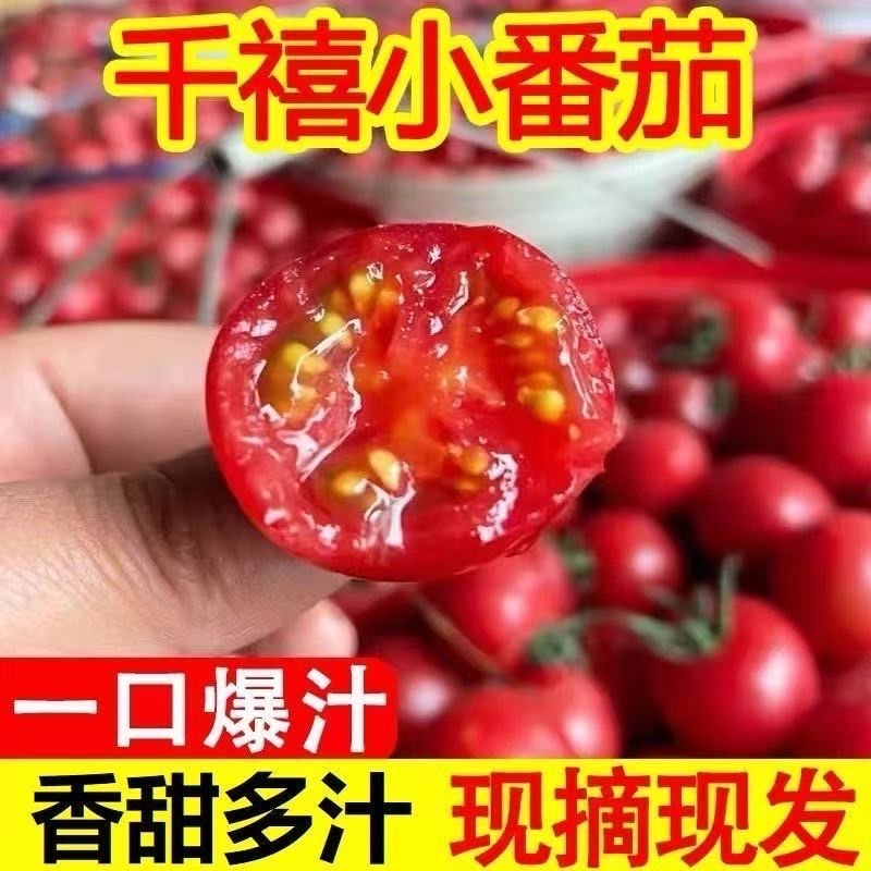 圣女果小番茄新鲜现摘产地直发