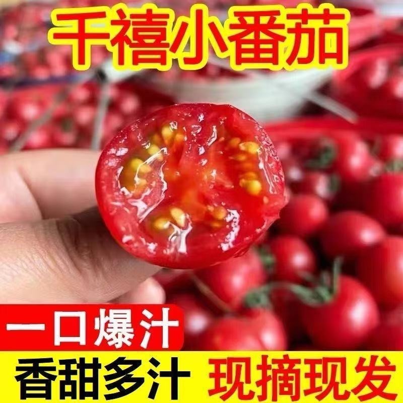 新鲜现摘圣女果小番茄樱桃小西红柿