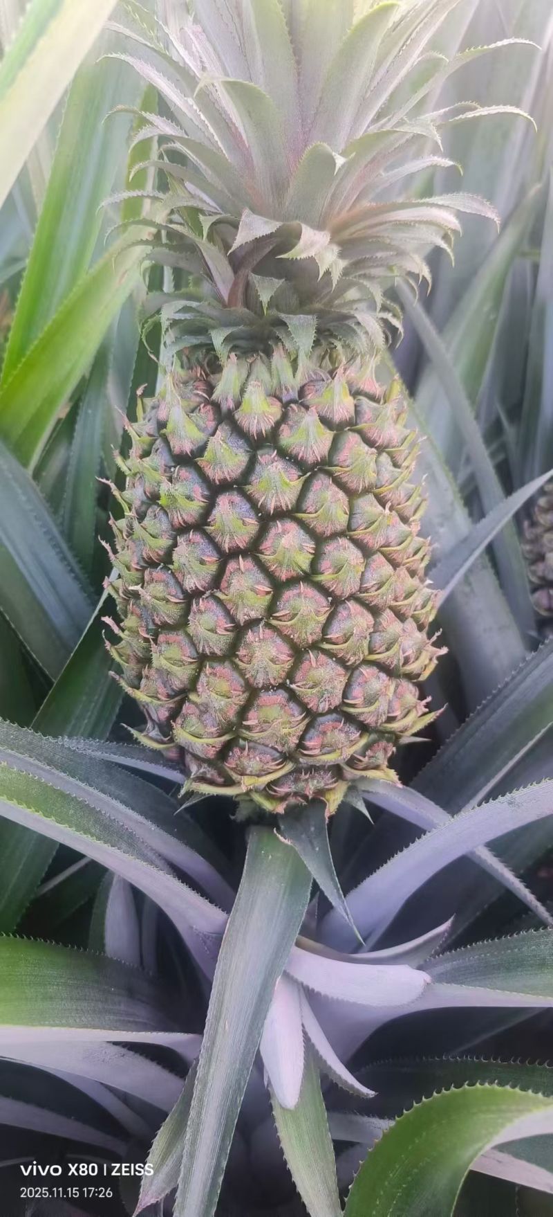 香水菠萝