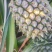 香水菠萝