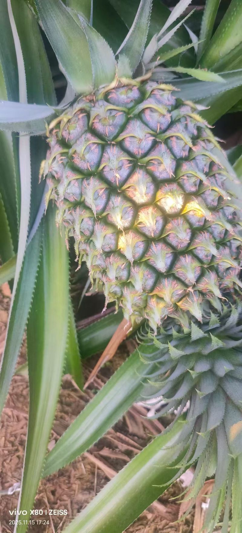 香水菠萝