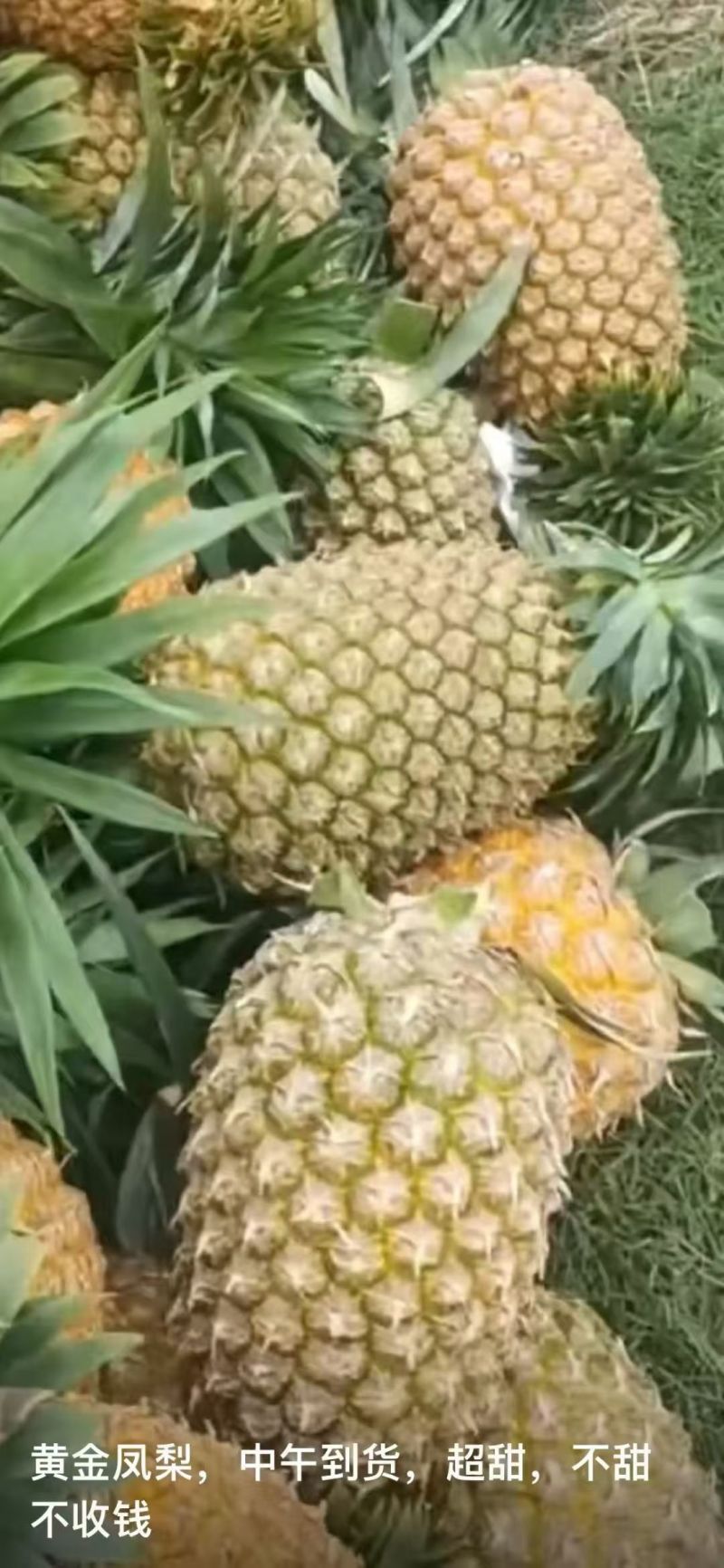 香水菠萝