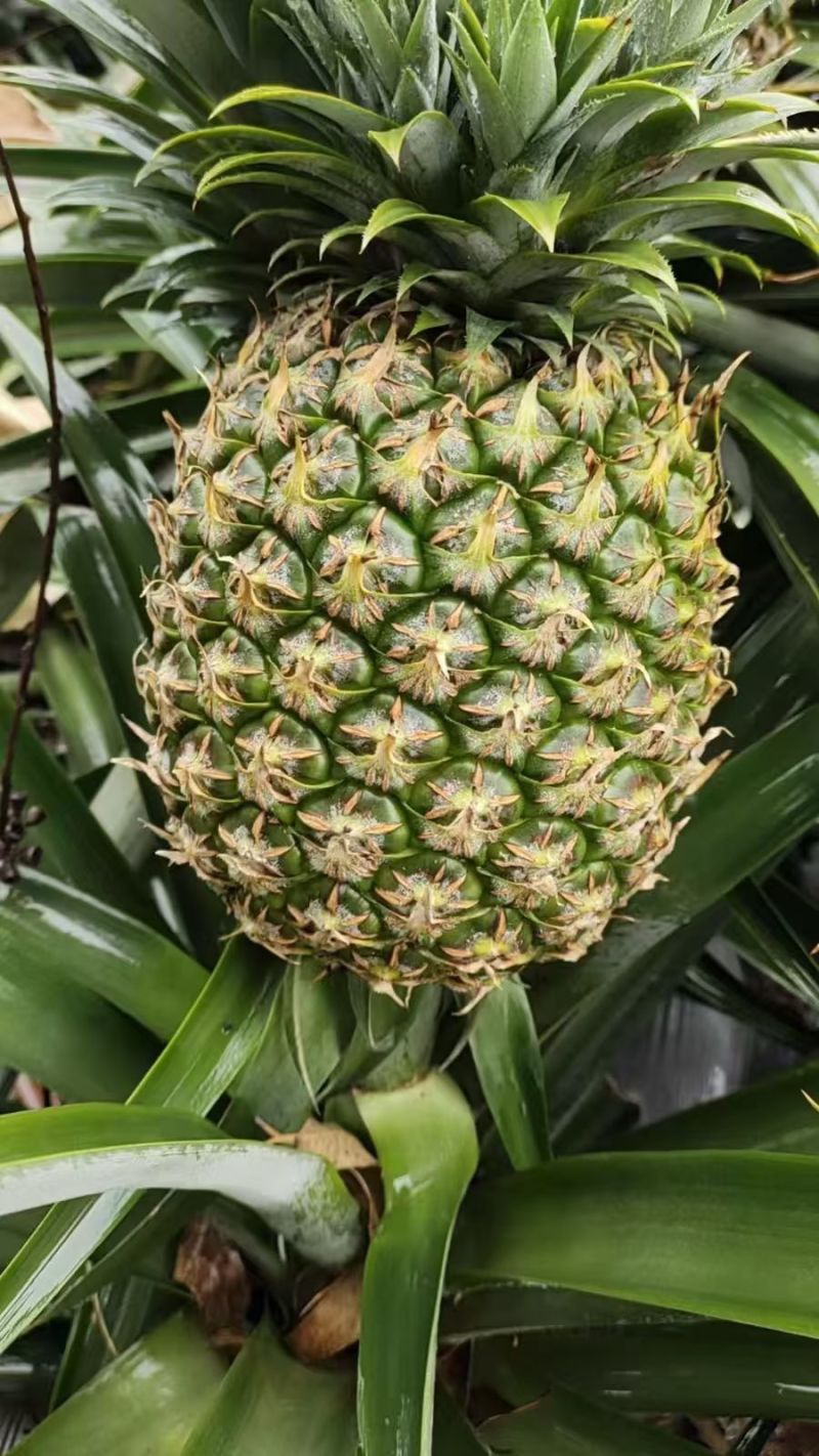 香水菠萝