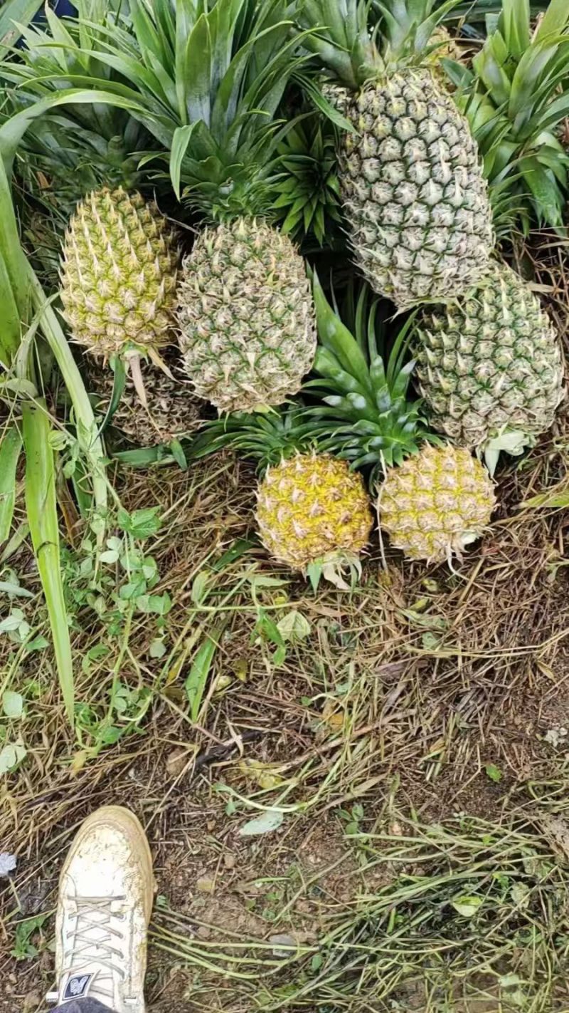 香水菠萝