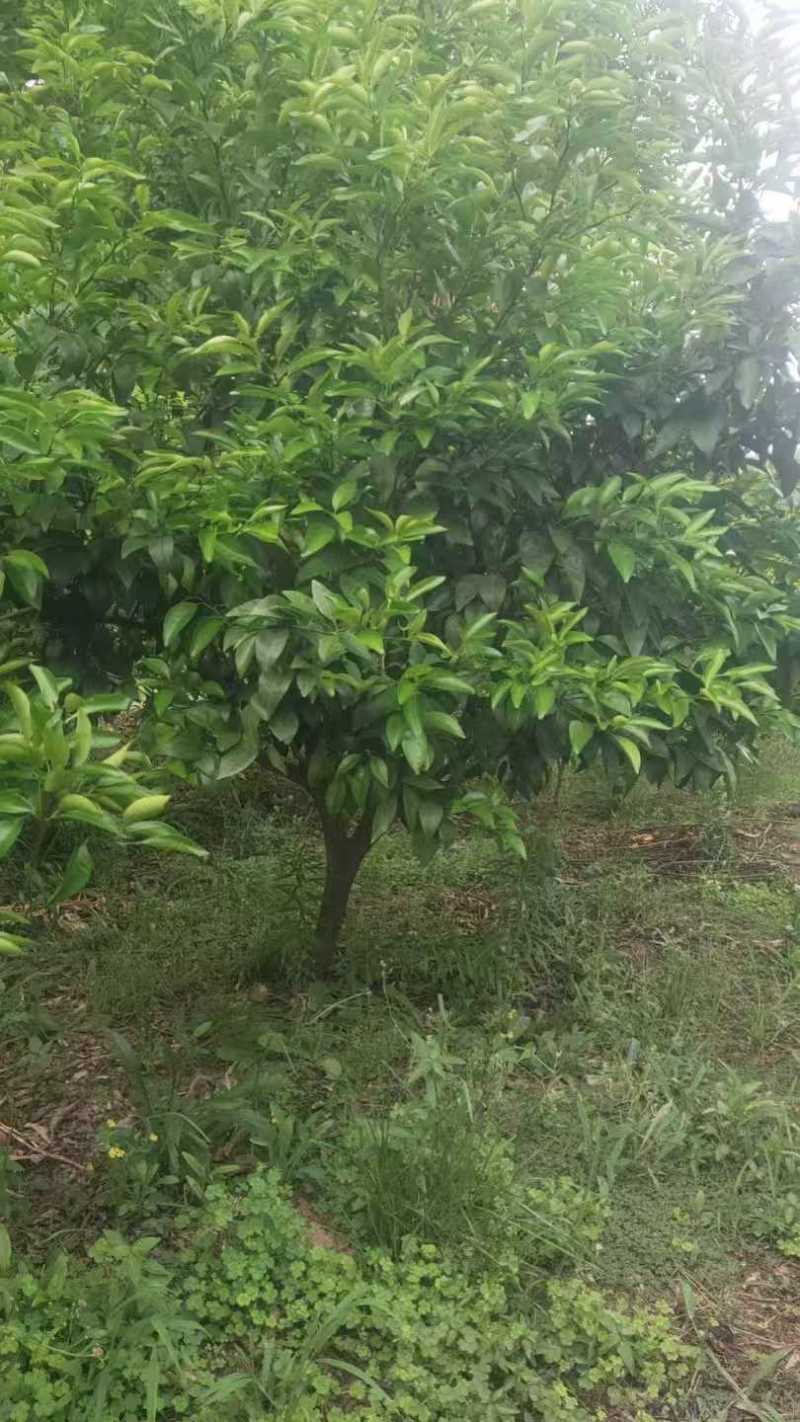 柑橘树