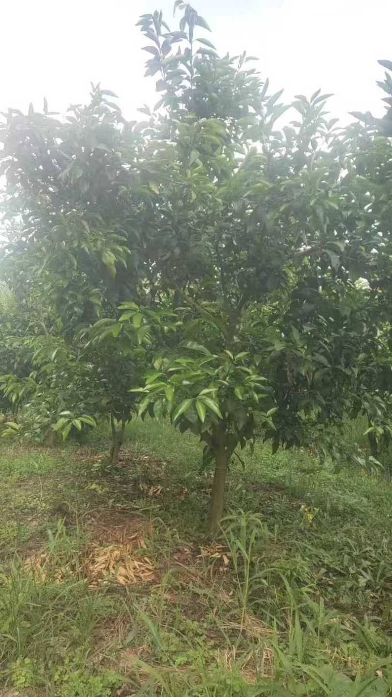 柑橘树
