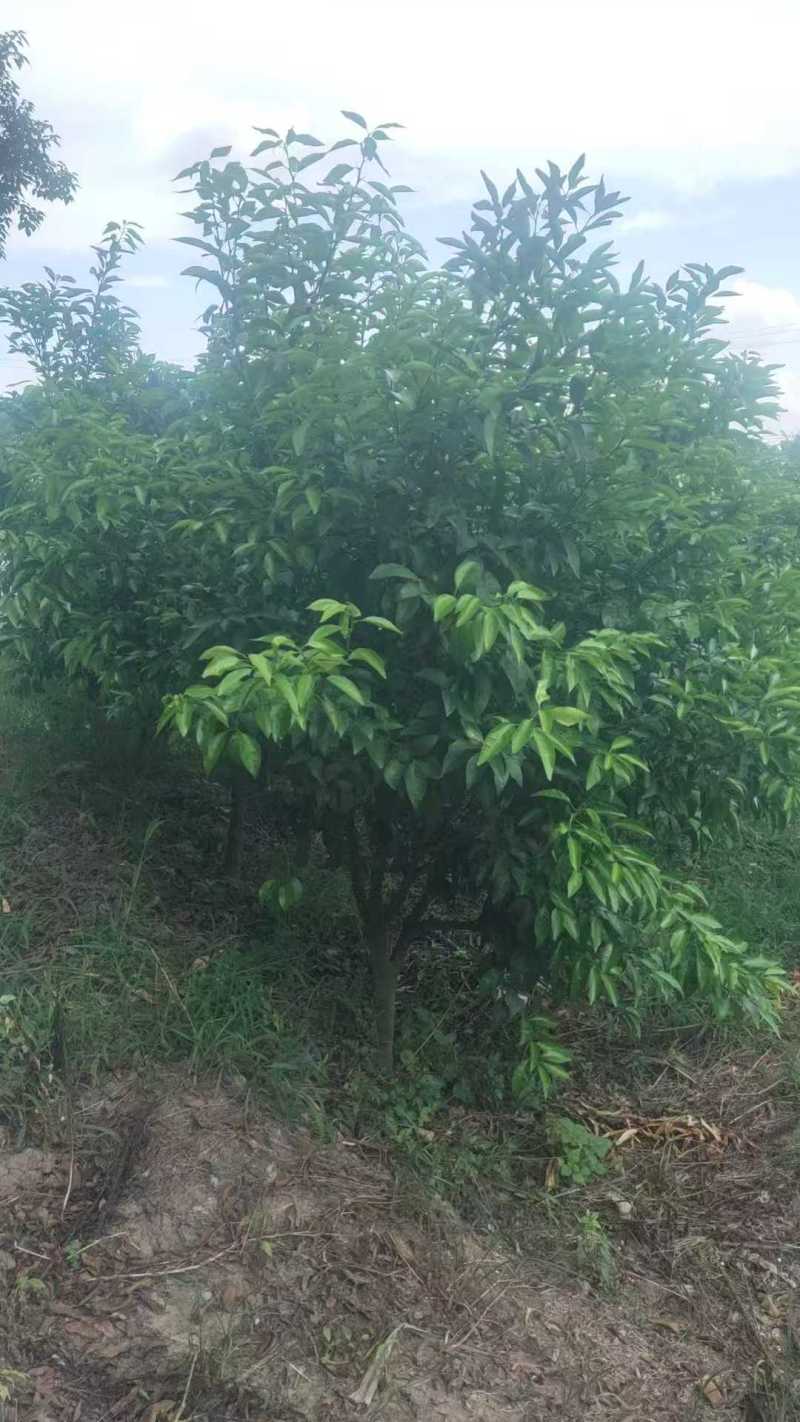 柑橘树