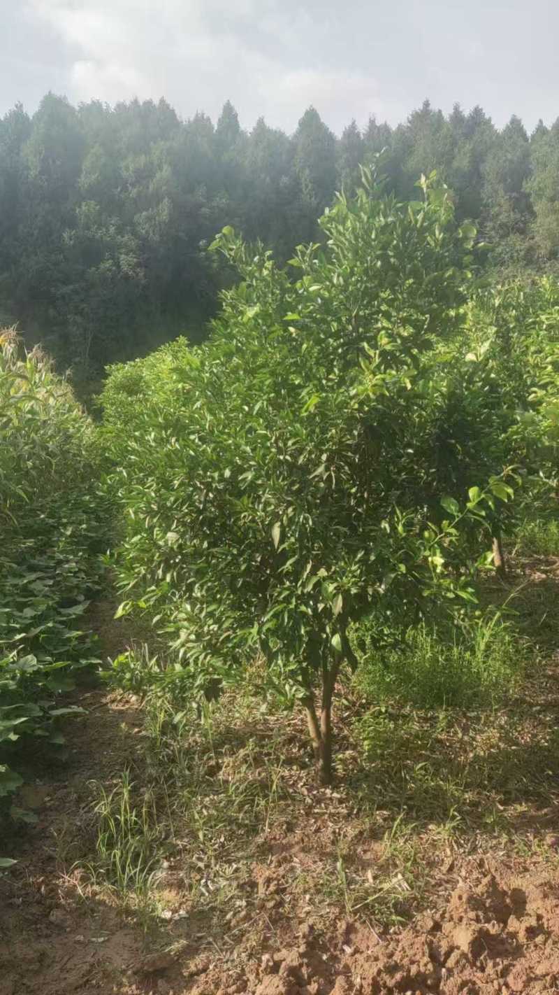柑橘树