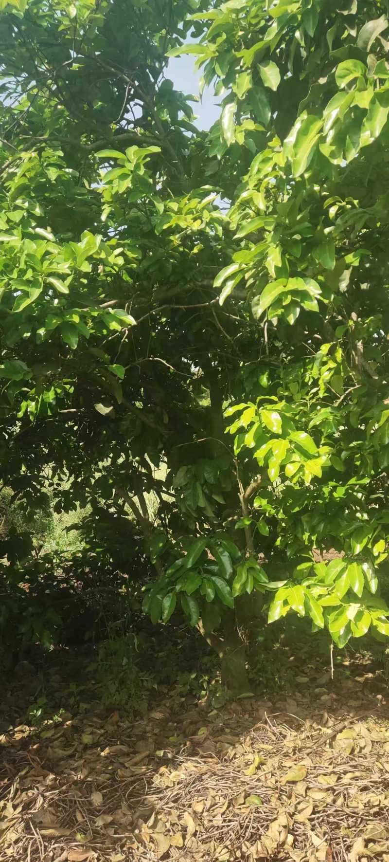 柑橘树