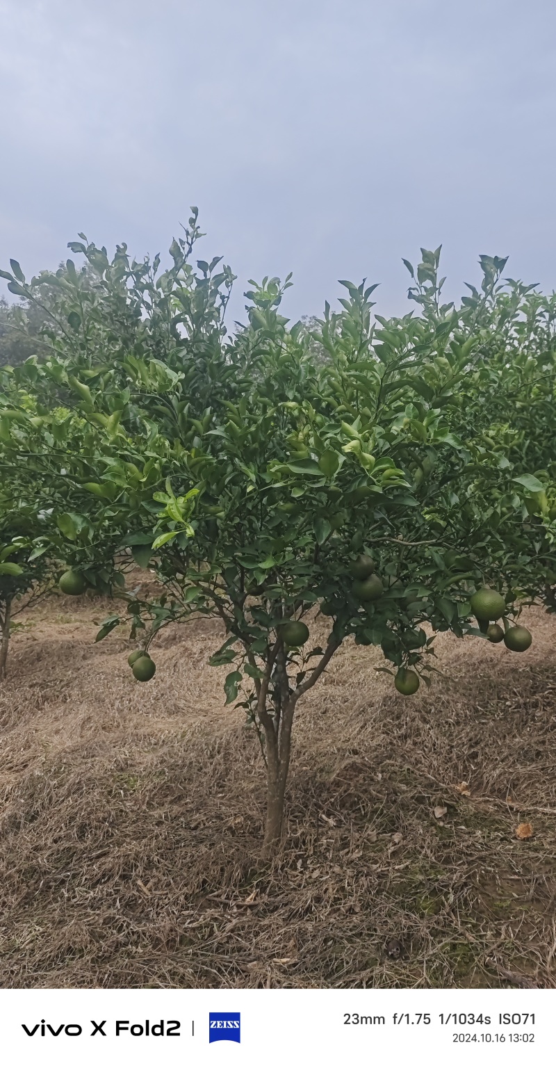 柑橘树