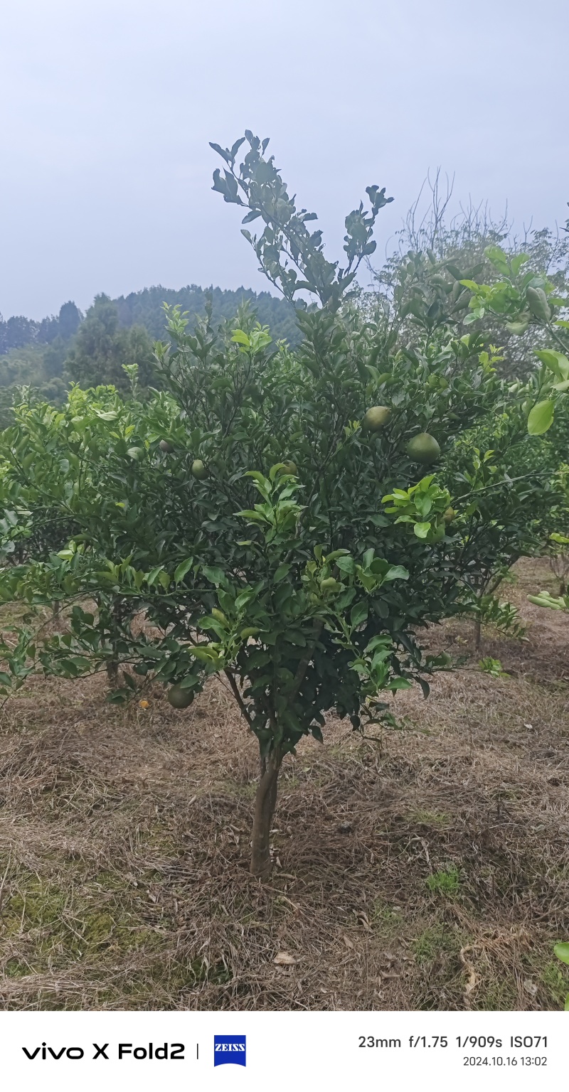 柑橘树
