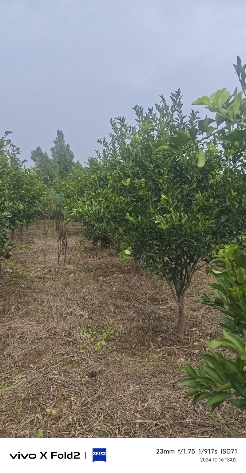 柑橘树