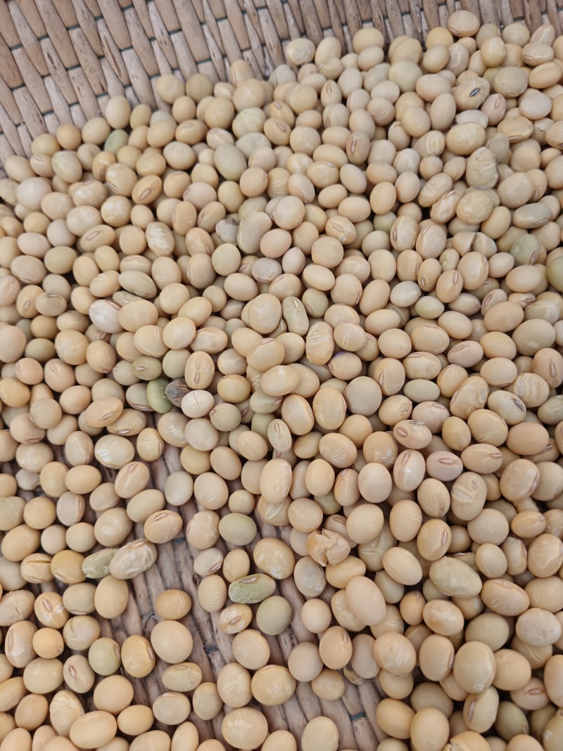 苏北黄豆巨丰黄豆