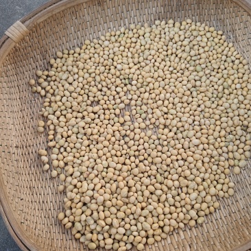 苏北黄豆巨丰黄豆