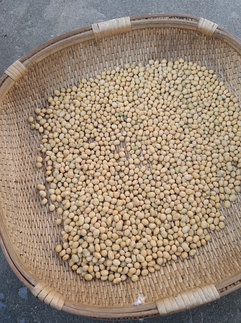 苏北黄豆巨丰黄豆