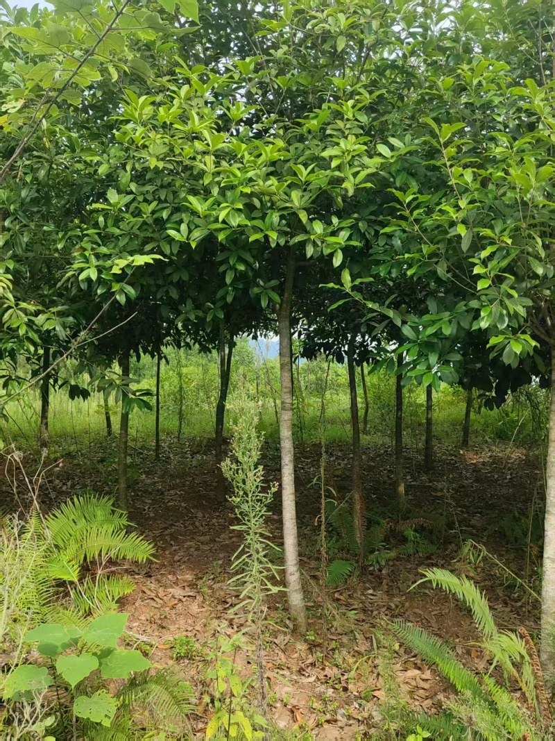 桂花