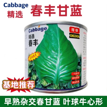 早熟杂交春甘蓝种子牛心甘蓝翠绿色基地种植结球紧实高产蔬菜