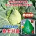 早熟杂交春甘蓝种子牛心甘蓝翠绿色基地种植结球紧实高产蔬菜