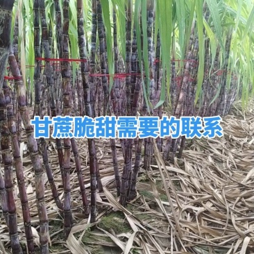 河南黑皮甘蔗