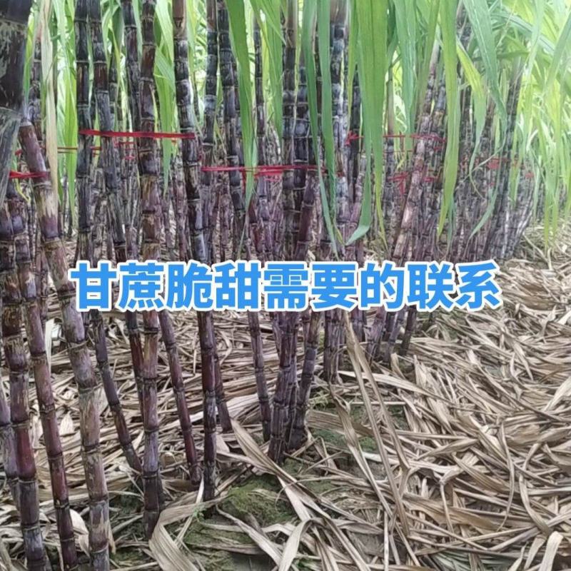 河南黑皮甘蔗