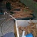 丽江宁蒗本地牛尾山药