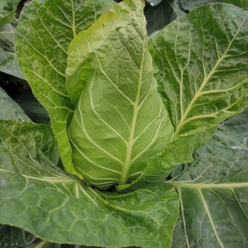 绿领春丰甘蓝种子包菜卷心菜种籽早熟牛心甘蓝包心菜蔬菜种籽