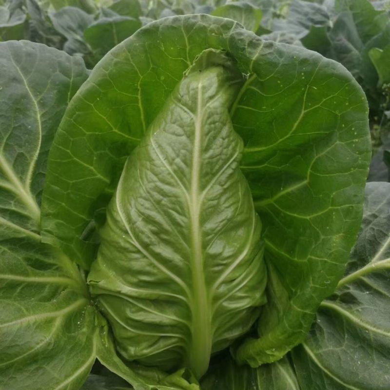 绿领春丰甘蓝种子包菜卷心菜种籽早熟牛心甘蓝包心菜蔬菜种籽