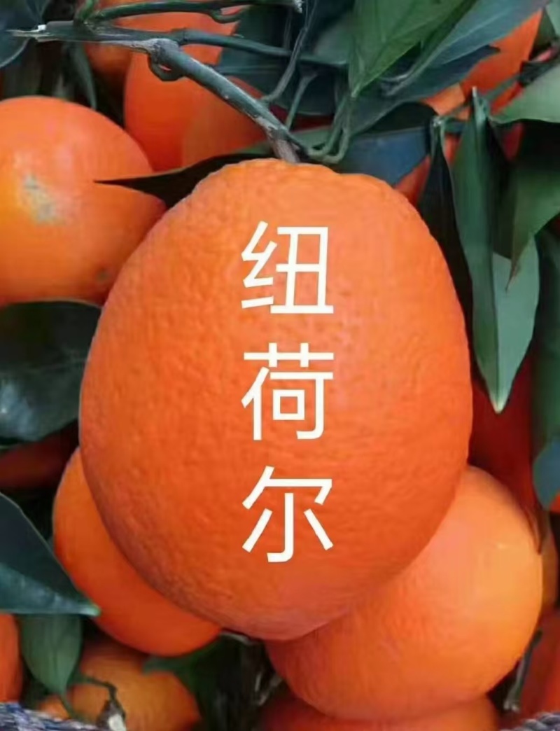 《优选》纽荷尔脐橙秭归脐橙电商社团商超市场外贸出口