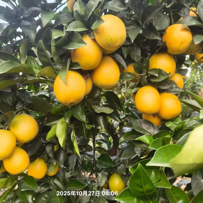 三峡脐橙