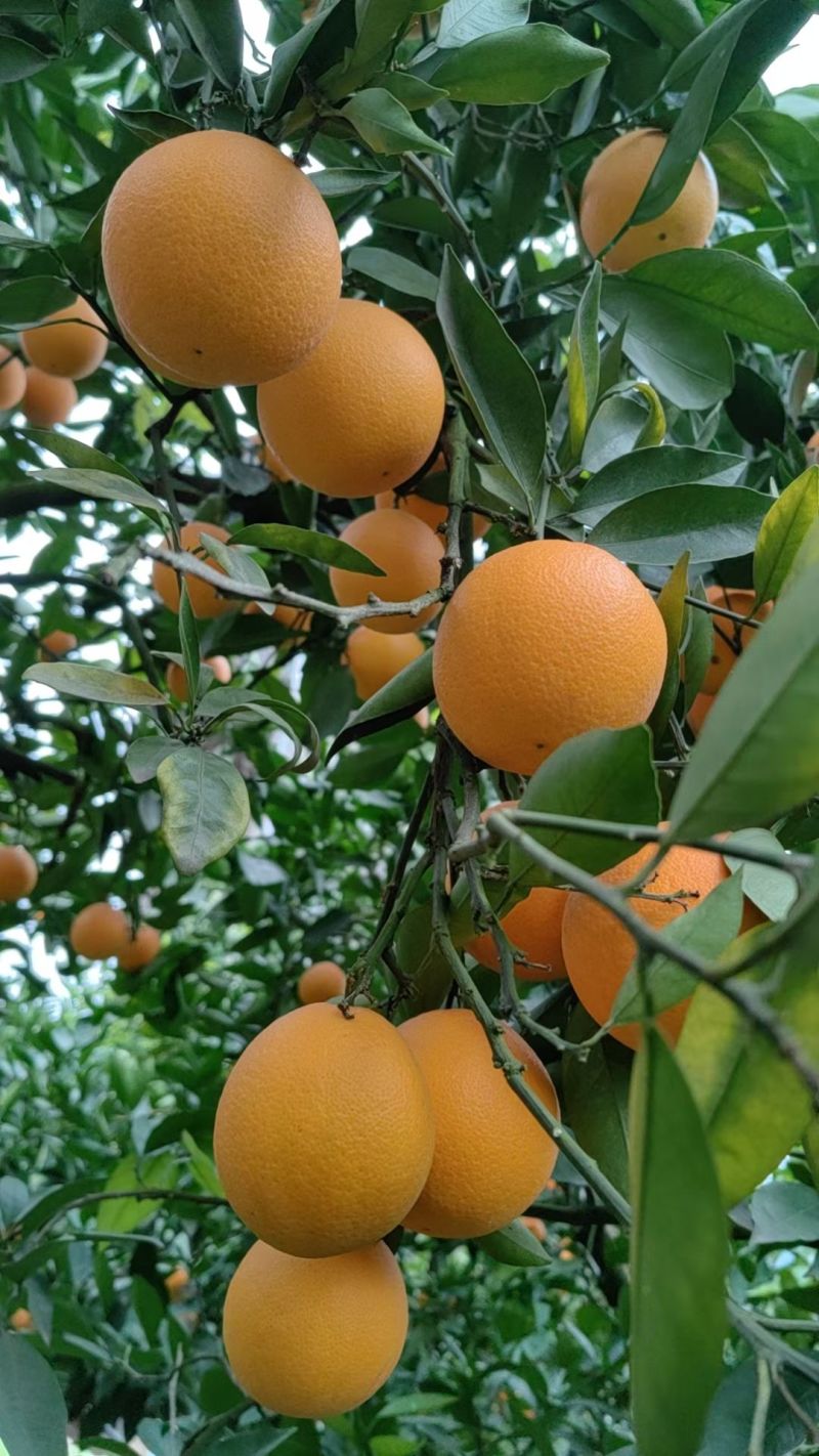 三峡脐橙