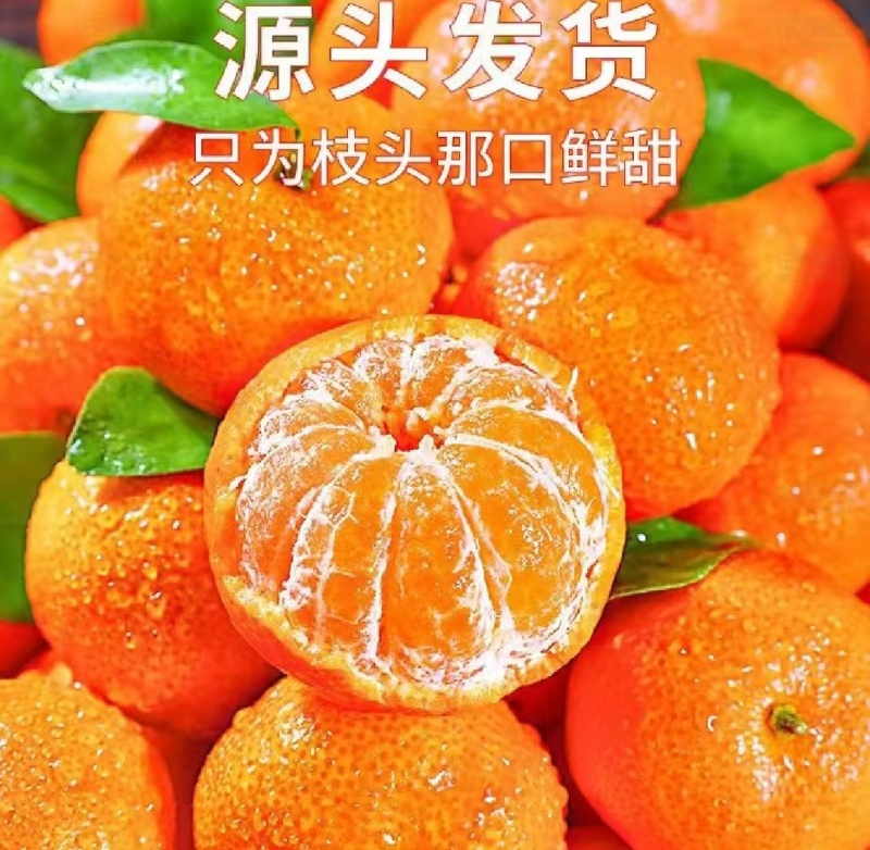 热卖砂糖橘对接商超电商社团市场外贸等量大从优