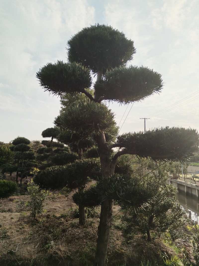 造型罗汉松。