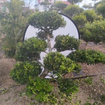 造型黄杨