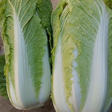 北京三号大白菜