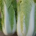 北京三号大白菜