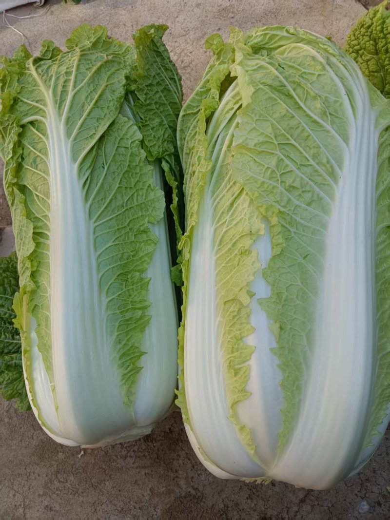 北京三号大白菜